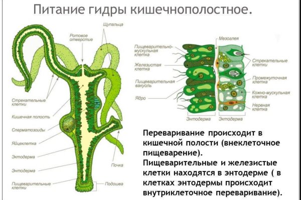 Кракен 13at