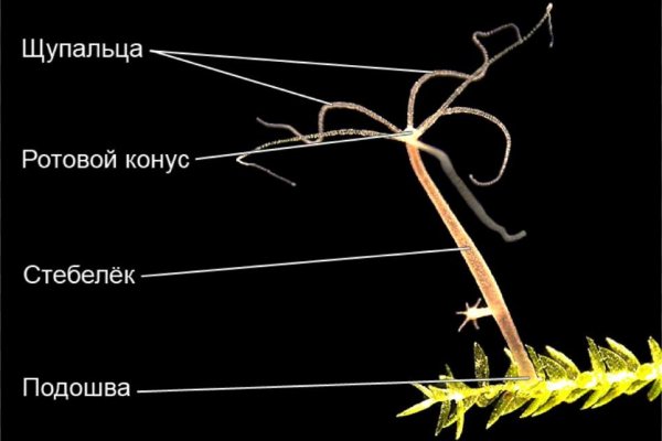 Официальный сайт кракен kraken